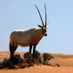 Flora and Fauna of the UAE