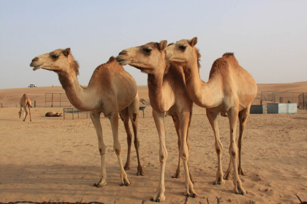 Flora and Fauna of the UAE: a Difficult Life in the Desert