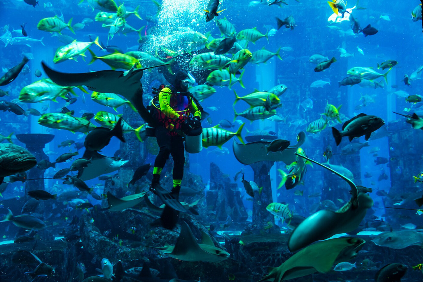 Diving in the UAE Everything Beginners Need to Know