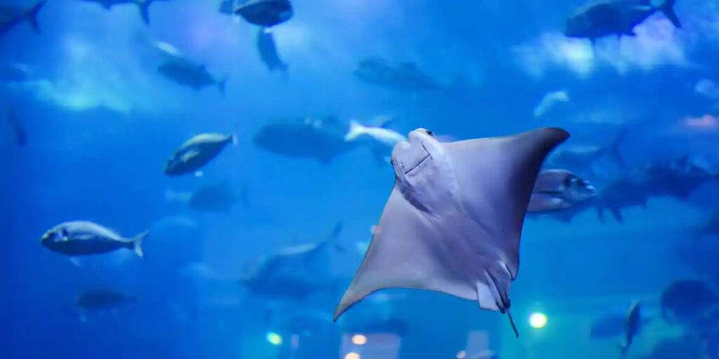 Dubai Aquarium Sightseeing